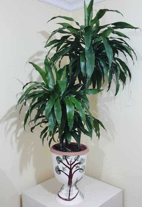 Dracaena Lisa (Dracaena fragrans &lsquo;Lisa&rsquo;)
