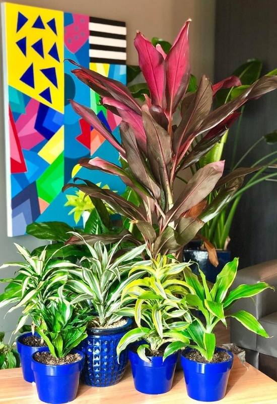 Dracaena plants are not only small lucky bamboo sticks you can grow in a jug&hellip; There are even real absurd looking giants, colorful plants, and even vine looking ones. Some will do well indoors unless you live in Florida or Sicily, while others can only grow outdoors, because they are big and they like open spaces. But now you know the very best for you.