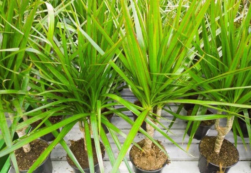 Dracaena Plants For Rooms And Gardens
