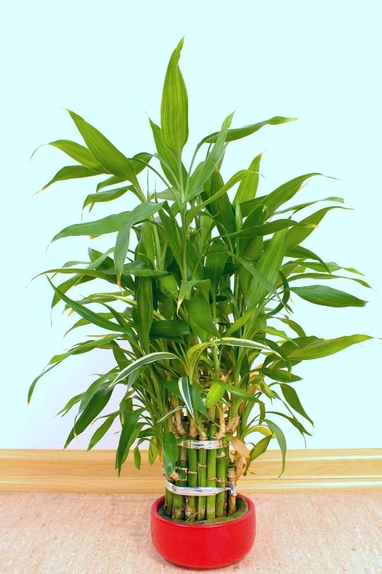 Dracaena sanderiana
