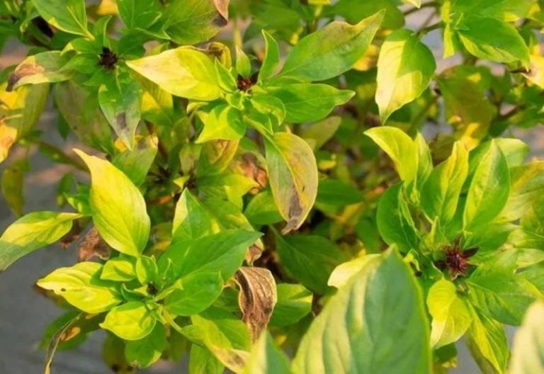 Brown Spots on Basil Leaves Why It Happens & How to Treat It