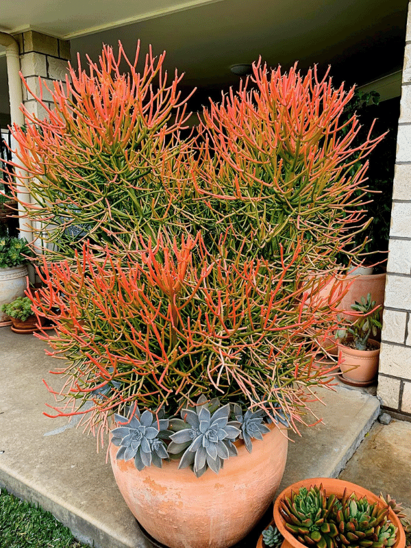 Euphorbia tirucalli 'Sticks on Fire' (Fire Sticks)