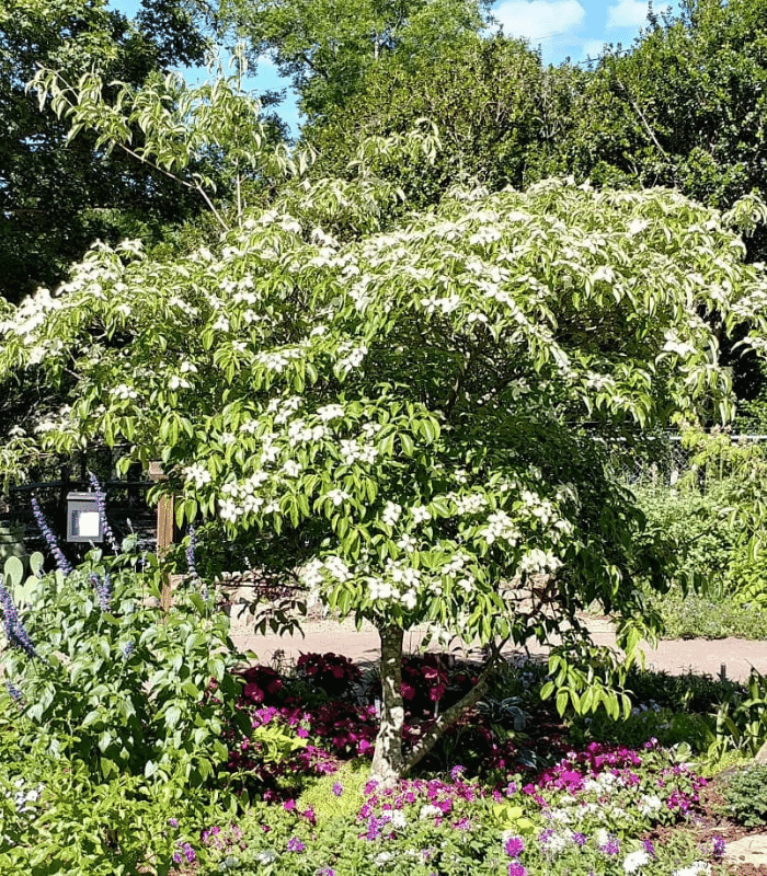 Evergreen Dogwood