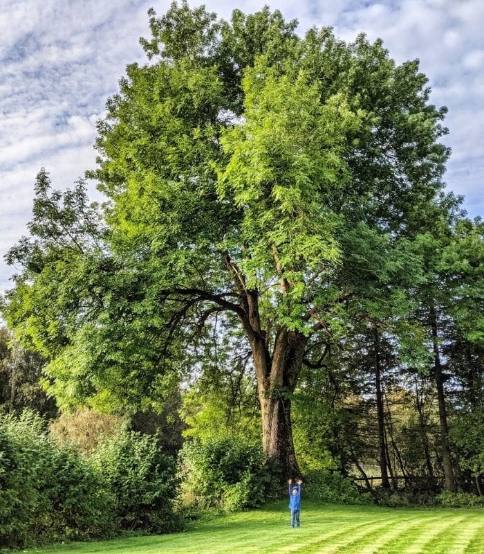 Fraxinus excelsior