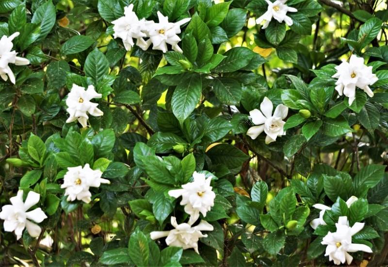 Gardenias Need Constantly Humid Soil