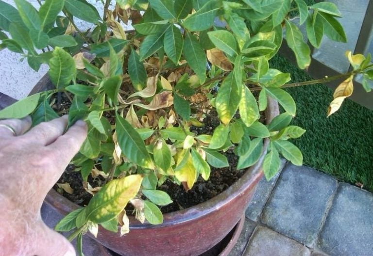 Gardenia's Leaves Are Turning Yellow? Here's Why & How To Fix It