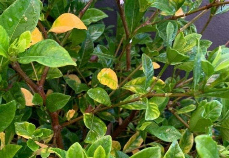Reasons Your Gardenia Leaves Are Turning Yellow Turning Yellow & How To Fix It