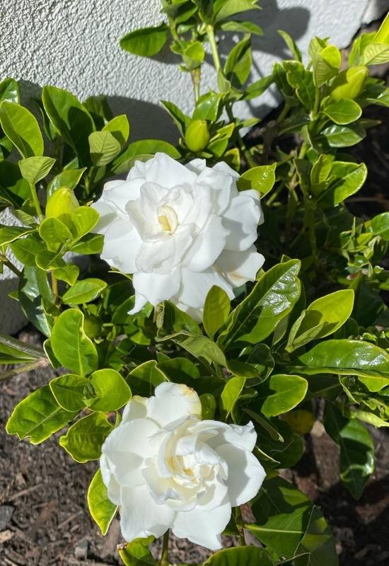 Gardenias Need Fairly Good Sunlight Conditions