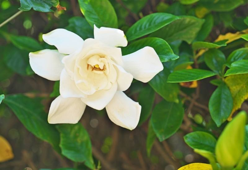 How to Remedy Yellow Gardenia Leaves Due to Excessive Light