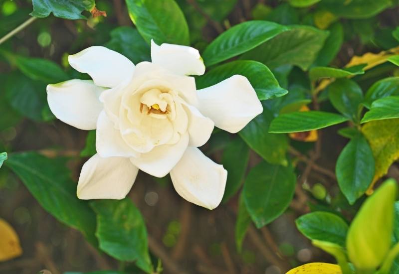 Gardenia Leaves Turning Yellow In Spring at Aaron Zimmerman blog