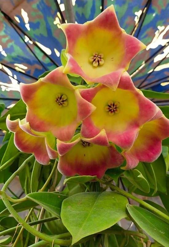 Giant Wax Flower (Hoya lauterbachii)