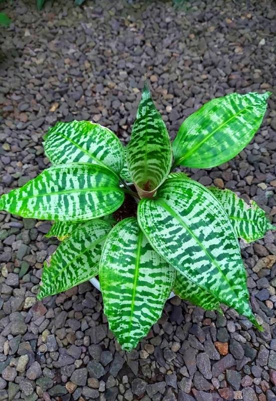 Green Zebra Plant (Dracaena goldieana)