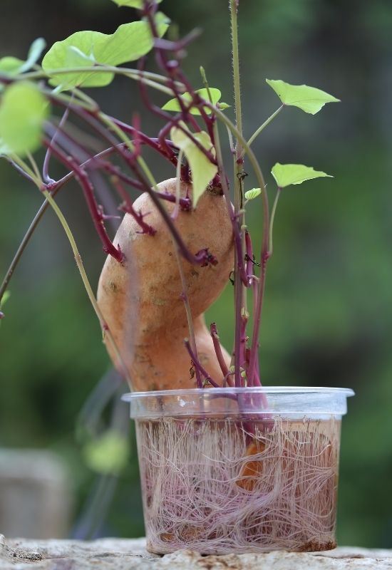 Grow Sweet Potatoes In Water