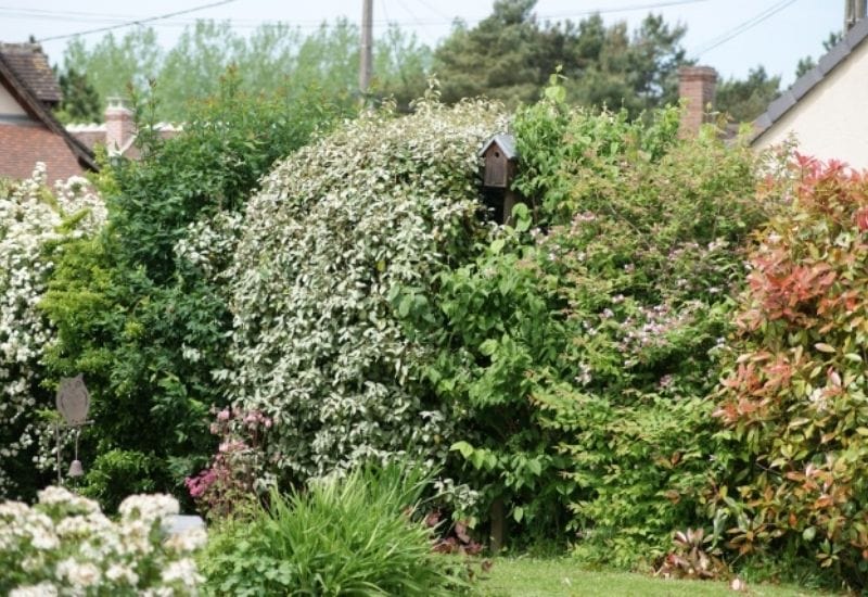 How To Grow Great Flowering Hedges