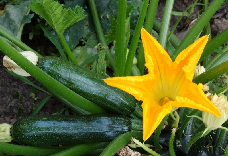 What is the best time of day to harvest zucchinis?
