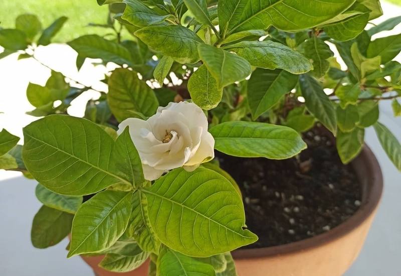 Gardenia's Leaves Are Turning Yellow? Here's Why & How To Fix It