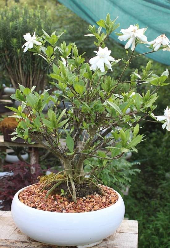 How You Can Remedy Gardenia Leaves Due to Root Rot