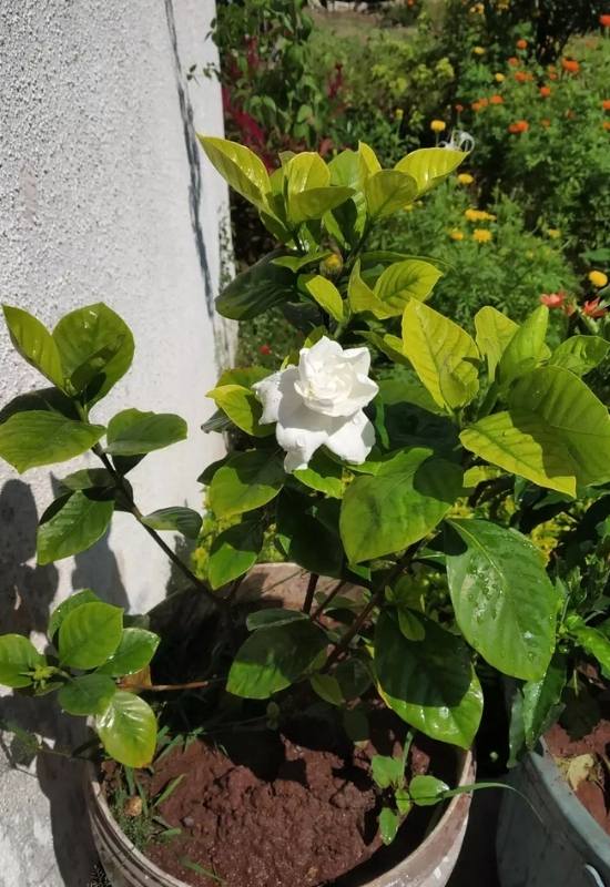 How You Can Remedy Yellow Gardenia Leaves Due to Overwatering or Underwatering