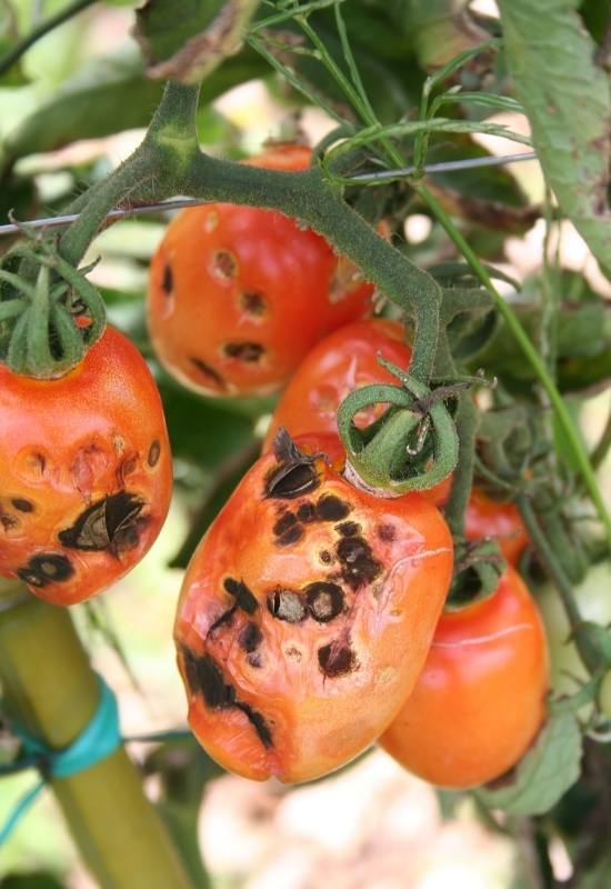 How to Identify Tomato Fruitworms
