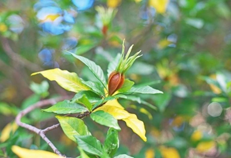 Gardenia's Leaves Are Turning Yellow? Here's Why & How To Fix It