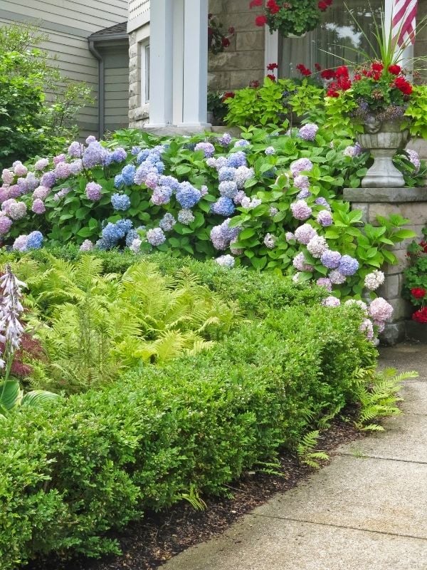 Hydrangea in front of house