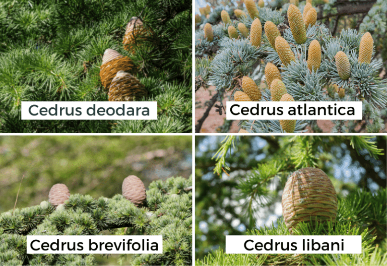 10 Different Types Of Cedar Trees With Pictures (Identification Guide)