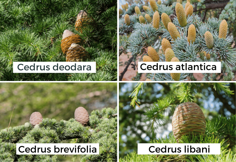 Identify a Cedar Tree by Its Cones