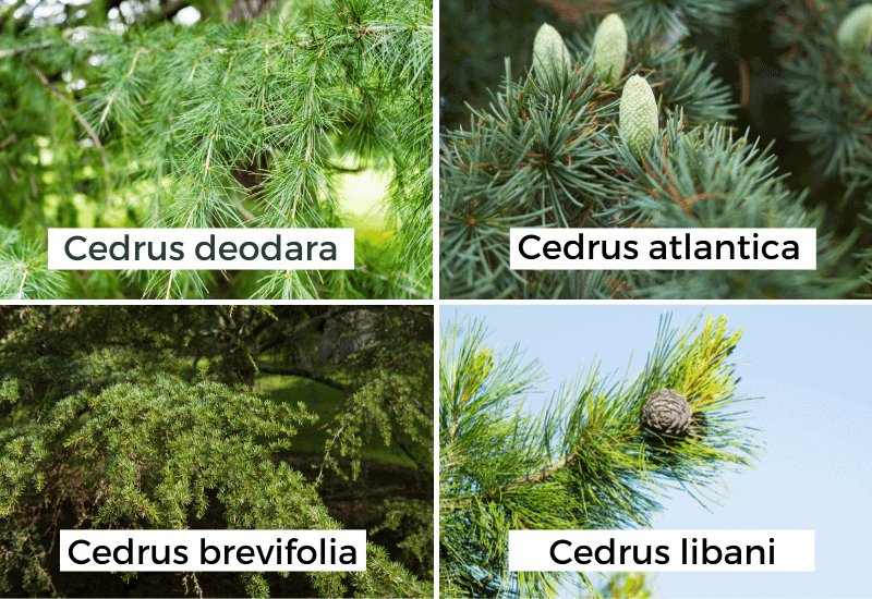 Identify a Cedar Tree by the Needles
