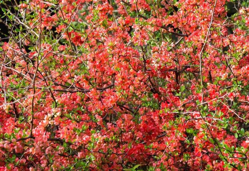 Japanese Quince (Chaeonomeles speciosa and Chaenomeles japonica)