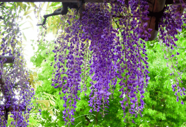 14 Gorgeous Purple Flowering Vines to Brighten Your Garden