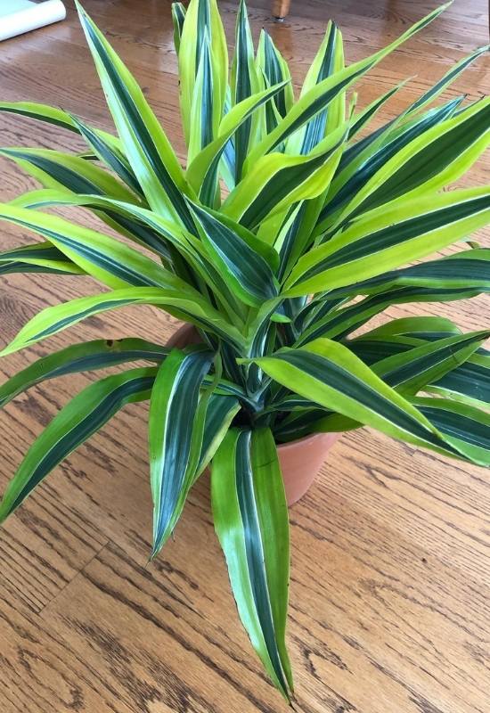 Lemon Surprise Dracaena (Dracaena fragrans &lsquo;Lemon Surprise&rsquo;)