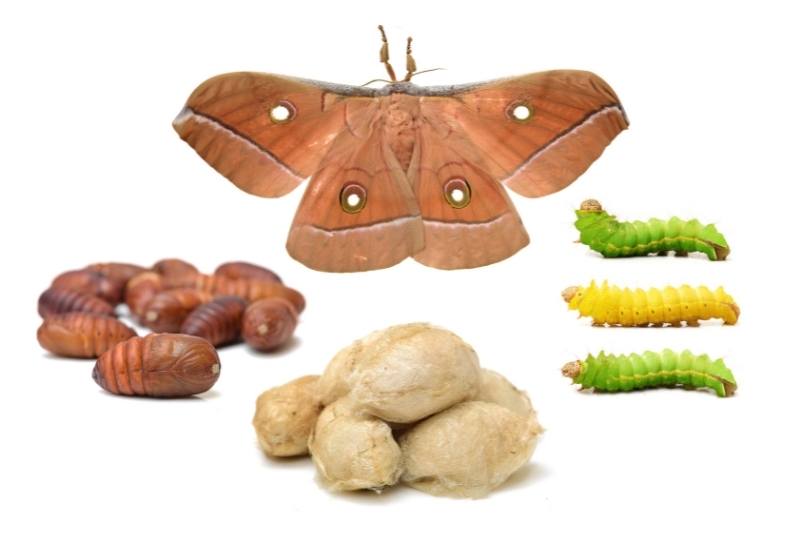 Life Cycle of Fruitworms
