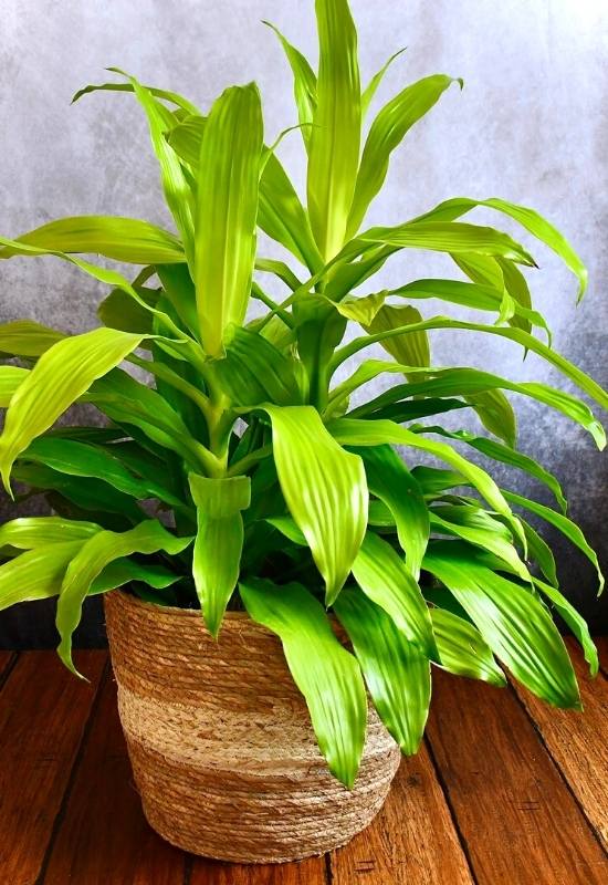 Limelight Dracaena (Dracaena fragrans &lsquo;Limelight&rsquo;)