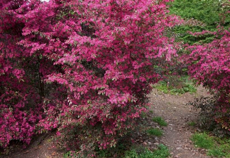 Loropetalum Chinense ‘Ever Red