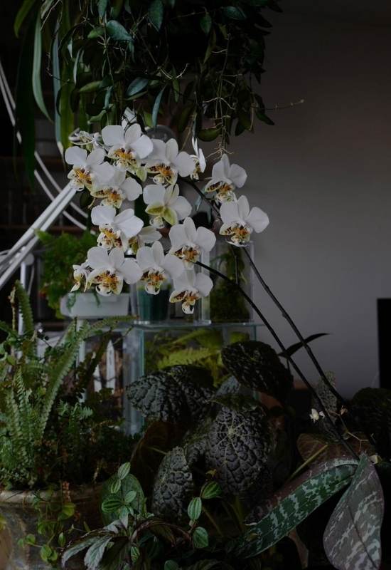 Moth Orchid (Phalaenopsis stuartiana)