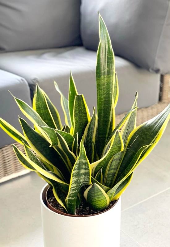 Mother in Law&rsquo;s Tongue (Dracaena trifasciata)