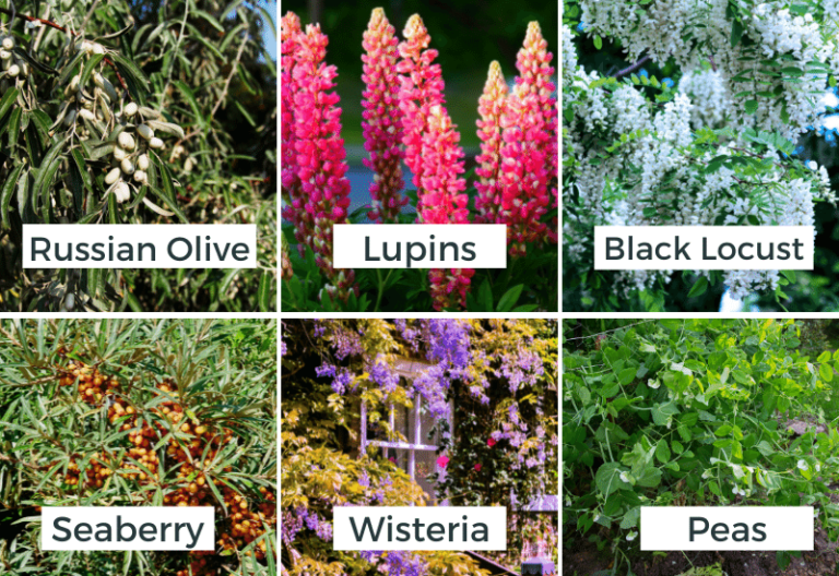 What Are Nitrogen-Fixing Plants and How They Help Your Garden