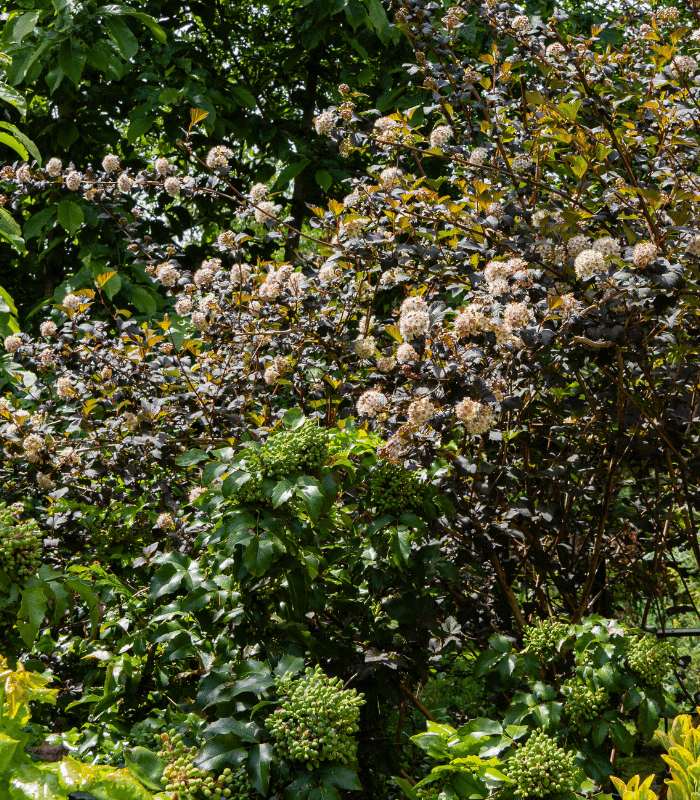 Physocarpus opulifolius ‘Diablo’