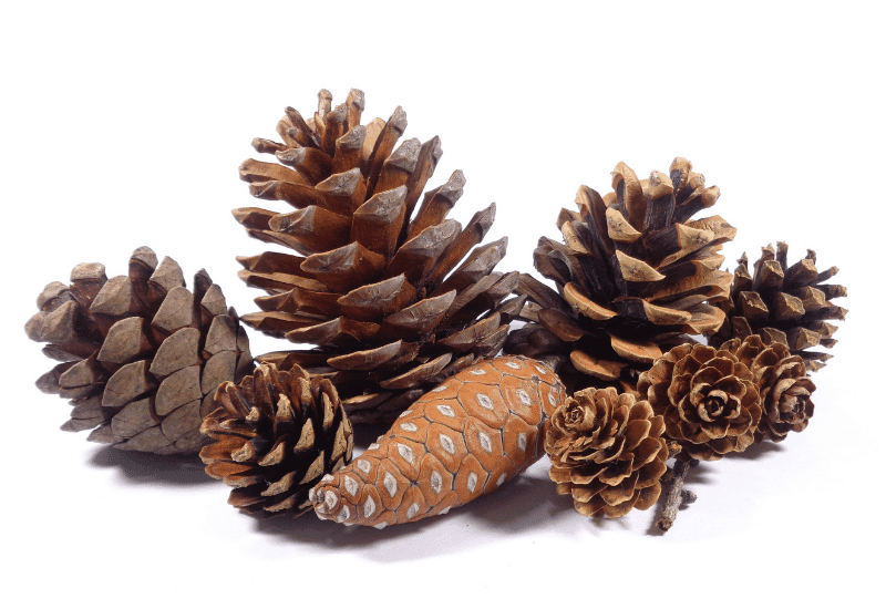 Cone Shape and Color in Pines