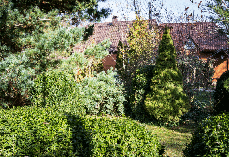 Pines And Gardening