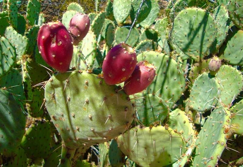 Prickly Pear (Opuntia indica)