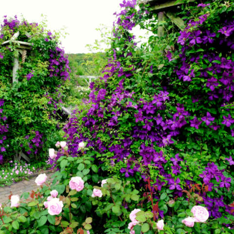 Purple Flowering Vines and Climbers to Brighten Your Garden