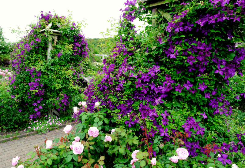 Purple Flowering Vines and Climbers to Brighten Your Garden