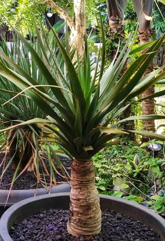 Red Blood Dragon Tree (Dracaena draco)
