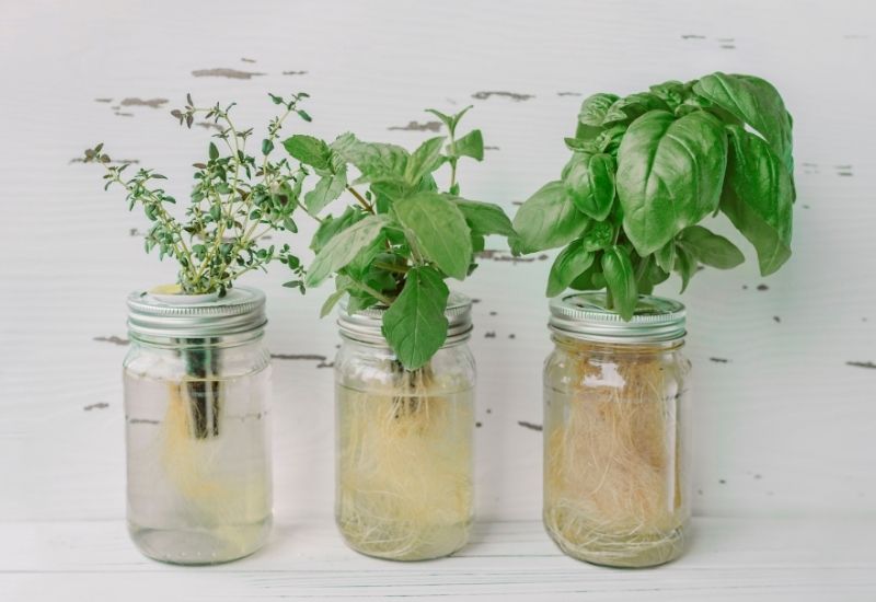 Regrow Basil, Mint & Cilantro from Cuttings