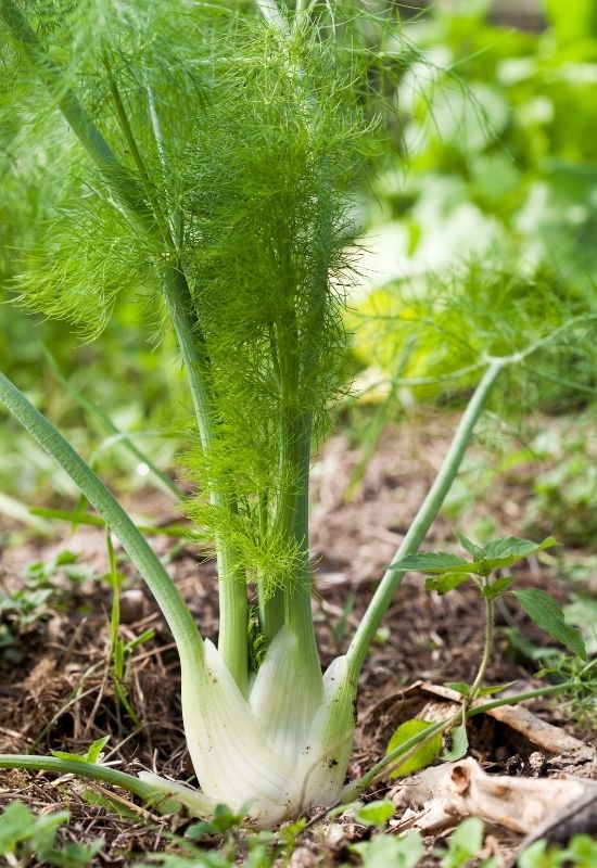 Regrow Bulb Fennel