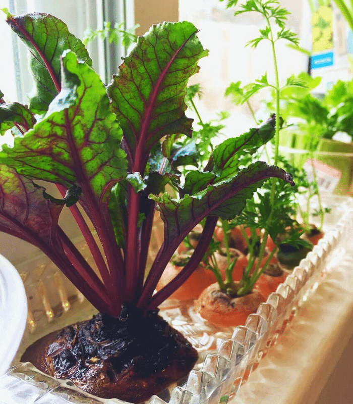 Regrow Carrots And Beets From Waste Tops