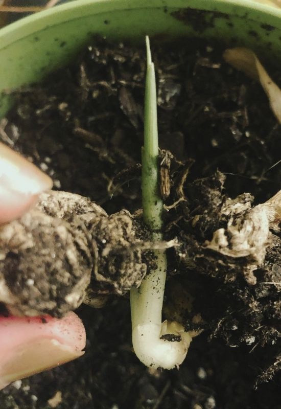 Regrow Ginger From Store-Bought Ginger Roots