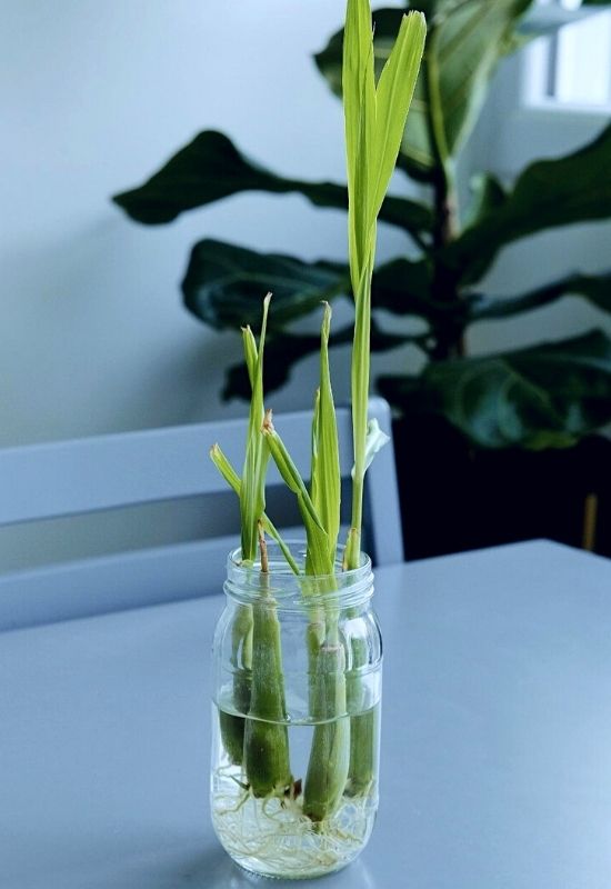 Regrow Lemongrass From kitchen Scraps