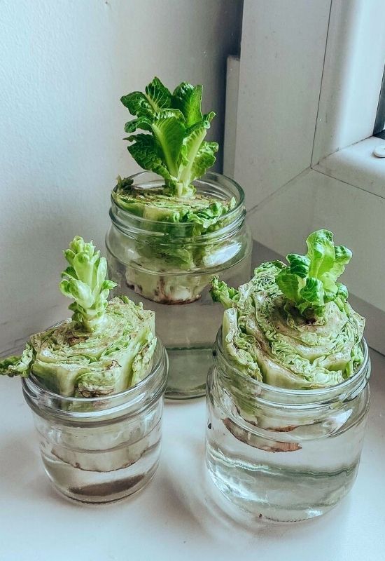 Regrow Lettuce & Bok Choy scraps in water